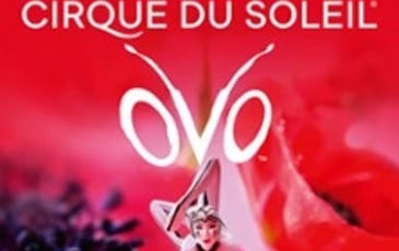 Cirque du Soleil OVO
