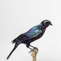 Contes en famille au Musée zoologique