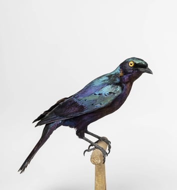 Contes en famille au Musée zoologique