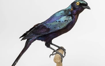 Contes en famille au Musée zoologique