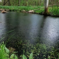 L'Ill*Wald face au changement climatique