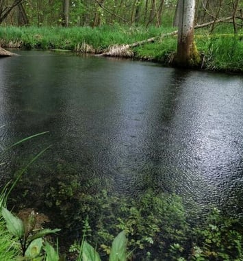 L'Ill*Wald face au changement climatique