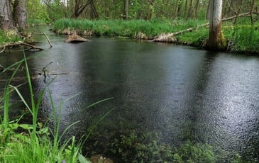 L'Ill*Wald face au changement climatique