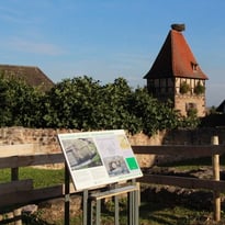 Découverte du Jardin Archéologique : trésors de l'époque médiévale