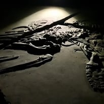 Présentation d'un spécimen complet de reptile marin