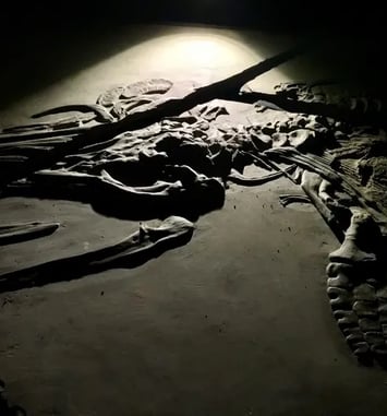 Présentation d'un spécimen complet de reptile marin