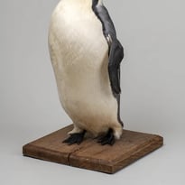 Visite libre du Musée Zoologique