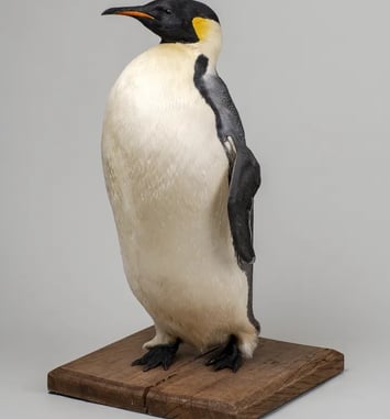 Visite libre du Musée Zoologique