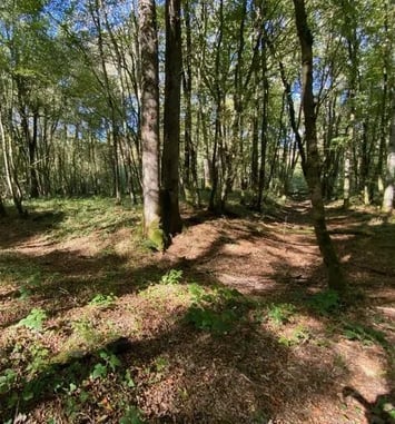 Les vestiges du Moyen Âge dans la forêt de Mondragon