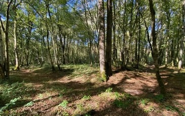 Les vestiges du Moyen Âge dans la forêt de Mondragon