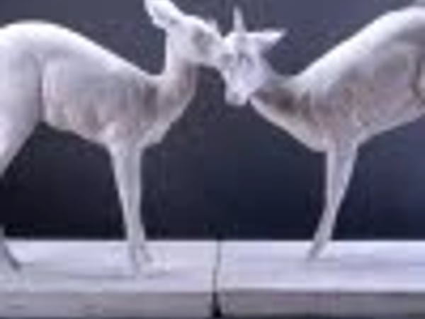 “L'état sauvage” : l'animal dans les collections...