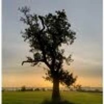 Exposition photo sur les arbres