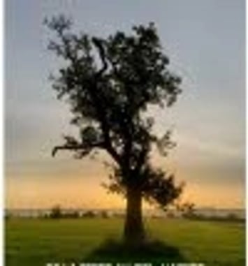 Exposition photo sur les arbres