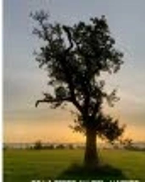 Exposition photo sur les arbres