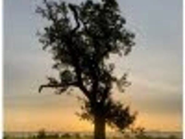 Exposition photo sur les arbres