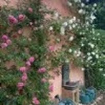 “Les roses de Schiltigheim, un siècle de passion”