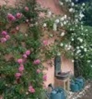 “Les roses de Schiltigheim, un siècle de passion”