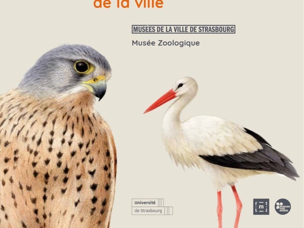 Biodivercité. Les animaux de la ville