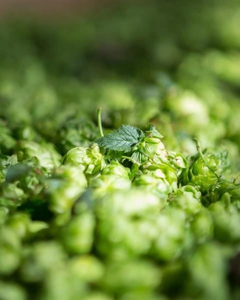 Exposition : Du houblon à l'esprit de la bière