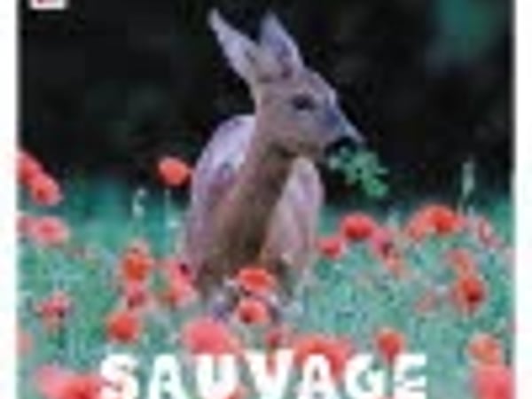 Exposition de photos et d'aquarelles "Sauvage"
