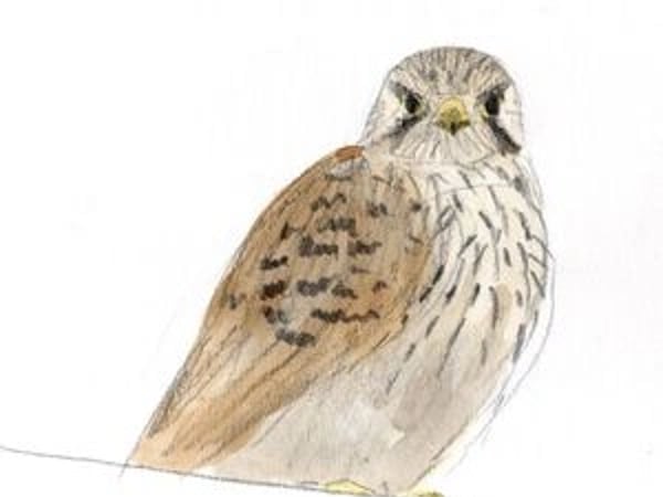 Biodivercité. Les animaux de la ville
